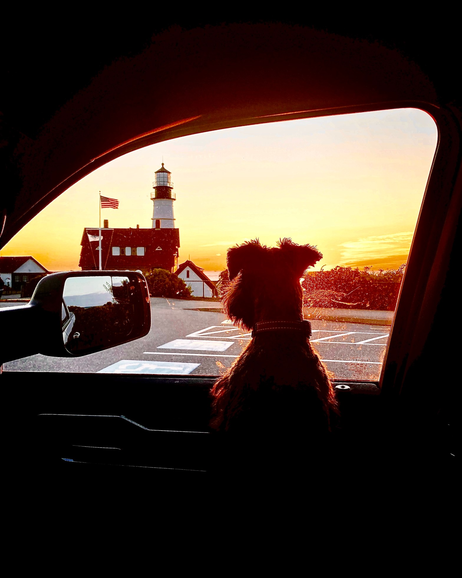 Traveling Tips for Your Dog: Enjoying Adventures Together