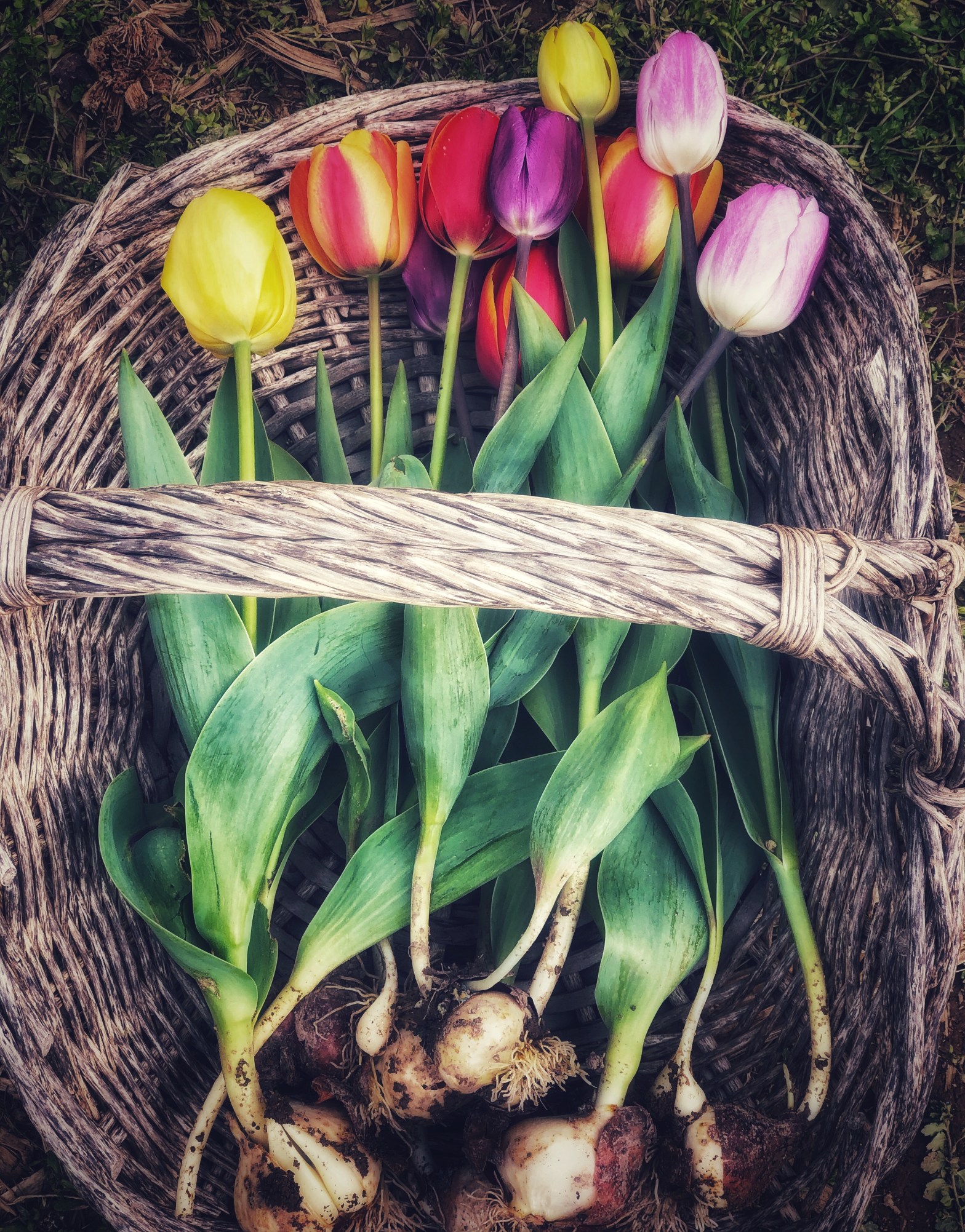 A Spring Visit to&nbsp;Burnside Farms: Virginia’s Most Colorful Hidden&nbsp;Gem