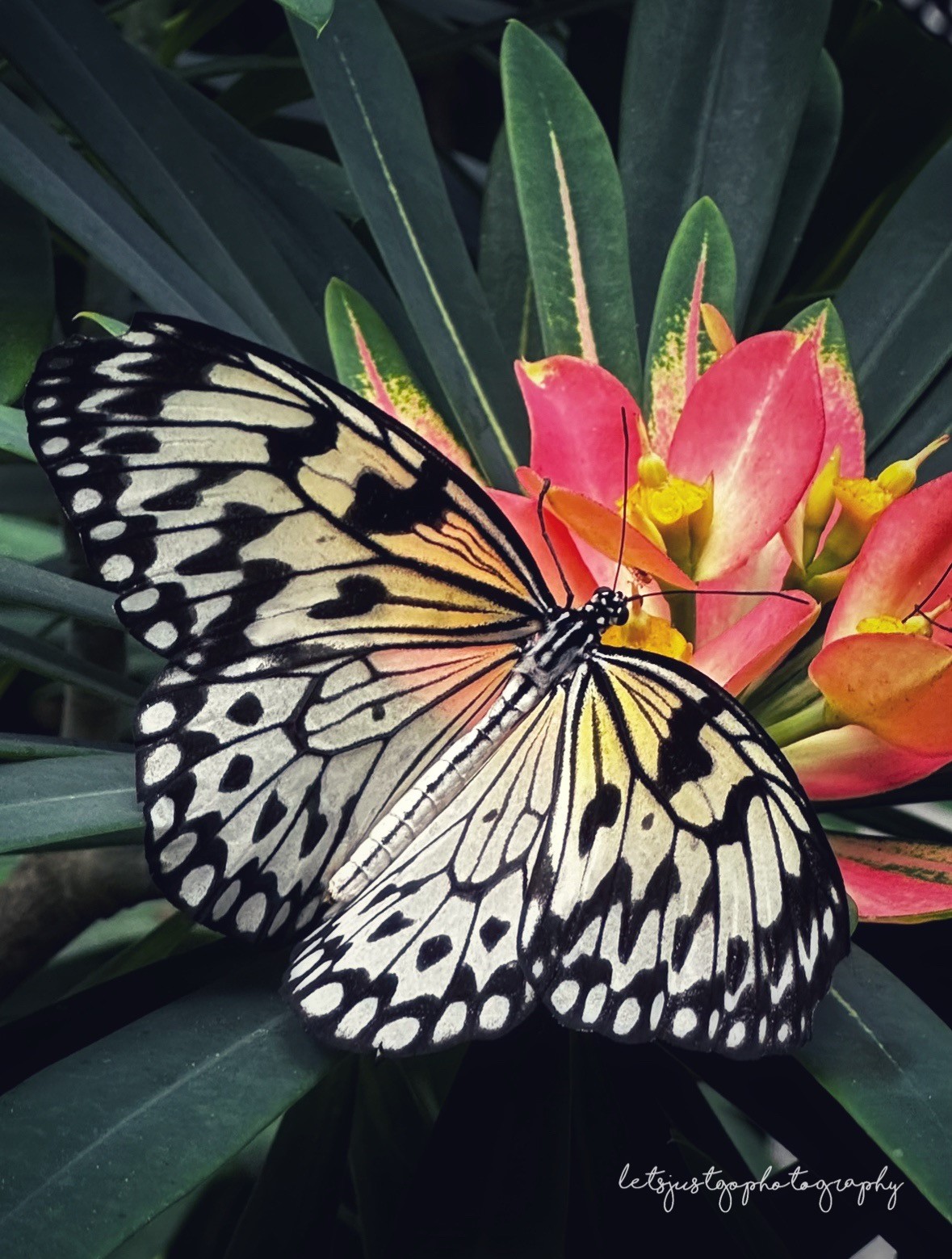 Experience Key West: Visit the Butterfly & Nature&nbsp;Conservatory
